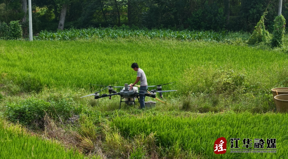 无人机接管孕穗期稻田 江华飞防4小时作业200亩